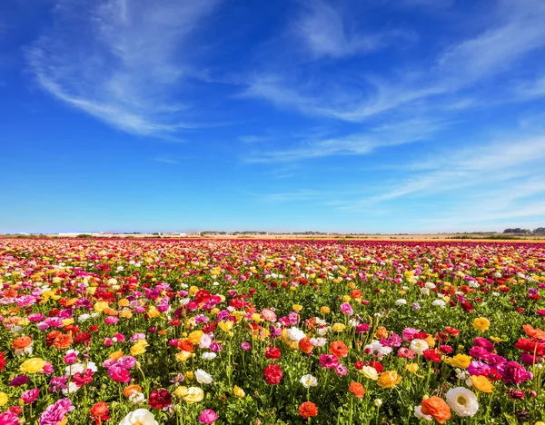 開花庭キンポウゲのフィールドです イスラエル南部のキブツの春します イースター週 アクティブおよび生態学的な観光事業の概念 — ストック写真