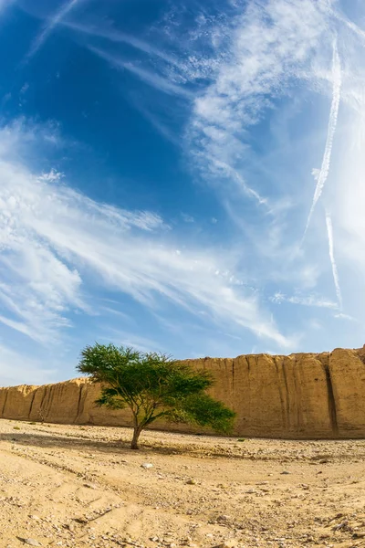 Desierto Piedra Las Montañas Eilat Árbol Del Desierto Acacia Tortilis — Foto de Stock