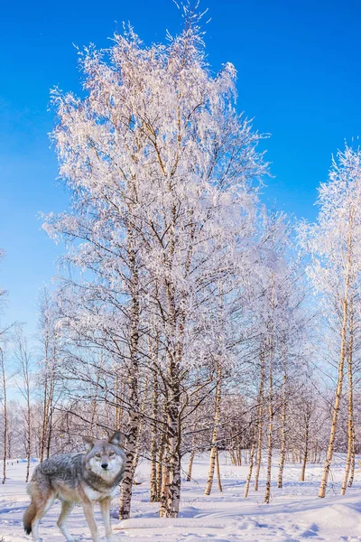 Magnífico Lobo Polar Bosque Álamo Cubierto Nieve Viaje Santa Claus —  Fotos de Stock