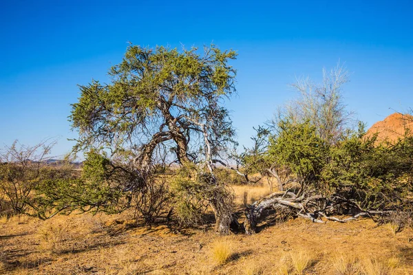 Spitzkoppe Namibia Acacia Sabbia Pietre Granito Del Deserto Del Namib — Foto Stock