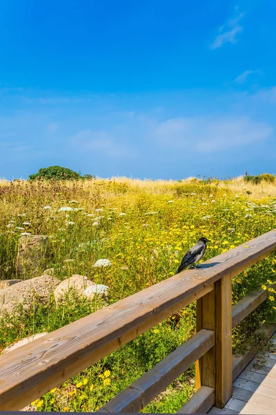 Nádherný Park Rezerva Kaisareie Izrael Dřevěné Pěší Cesta Uprostřed Kvetoucí — Stock fotografie