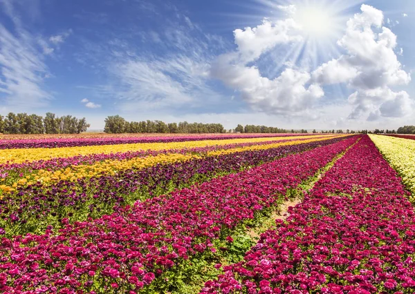 长条纹的大黄色和紫色的花朵 明亮的春天的阳光照耀着云层 花园毛茛的巨大田野 乡村与生态旅游概念 — 图库照片
