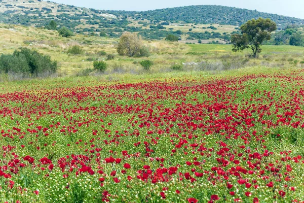 Foggy Spring Day Israel Field Blooming Anemones Concept Ecological Rural — Stock Photo, Image