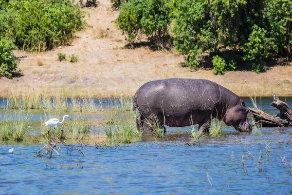 Vicino Ippopotamo Poco Profondo Vicino Alla Riva Del Fiume Concetto — Foto Stock