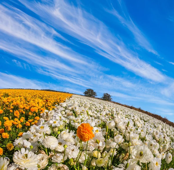 Magnificent Blossoming Fields Garden Buttercups Concept Rural Tourism Cirrus Clouds — Stock Photo, Image