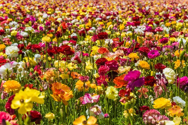 Quente Dia Maio Enorme Campo Flores Brilhantes Borboletas Jardim Ranúnculo — Fotografia de Stock