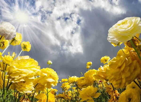 Tag Mai Regenwolken Fliegen Den Blauen Himmel Große Gelbe Und — Stockfoto