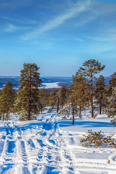 ラップランドのクリスマス エキゾチックな極端な旅行の概念 新年の晴れた冬雪に覆われた森林の日 緑豊かな雪スキー コースで — ストック写真