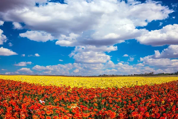 Nuvens Fofas Sobre Campo Luxuosos Copos Manteiga Jardim Kibutz Sul — Fotografia de Stock