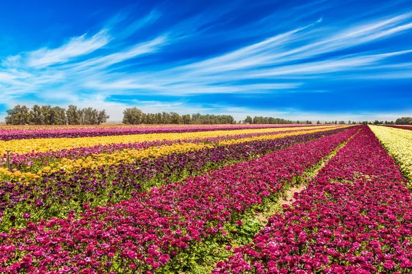 Nuvens Circulares Voam Céu Azul Flores São Plantadas Com Listras — Fotografia de Stock