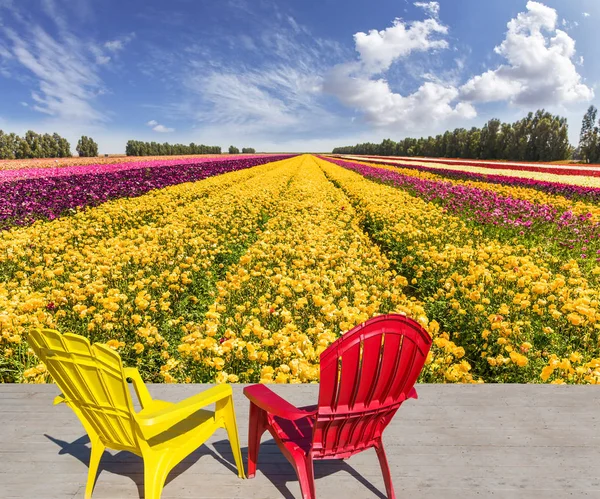 Çiftçi Alan Bahçe Düğünçiçekleri Tarımı Için Dinlenmek Için Uygun Çok — Stok fotoğraf