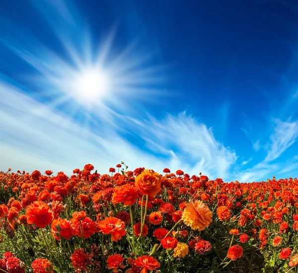 Fuerte Viento Impulsa Las Nubes Cirros Sol Ilumina Los Campos — Foto de Stock