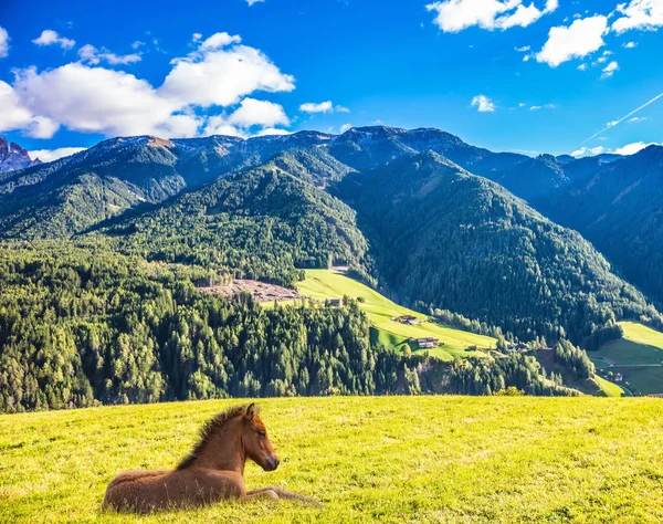 Quente Dia Outono Val Funes Dolomitas Cavalo Elegante Descansando Grama — Fotografia de Stock