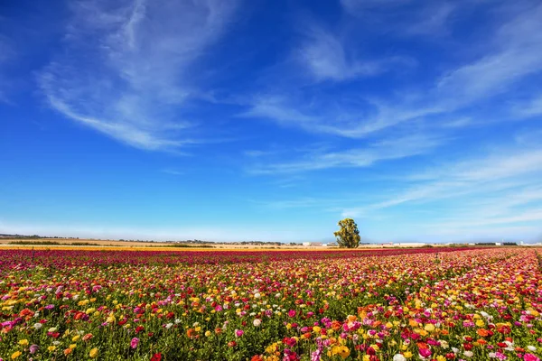 Semana Santa Primavera Israel Kibbutz Sur Israel Campo Florecientes Jardineras — Foto de Stock