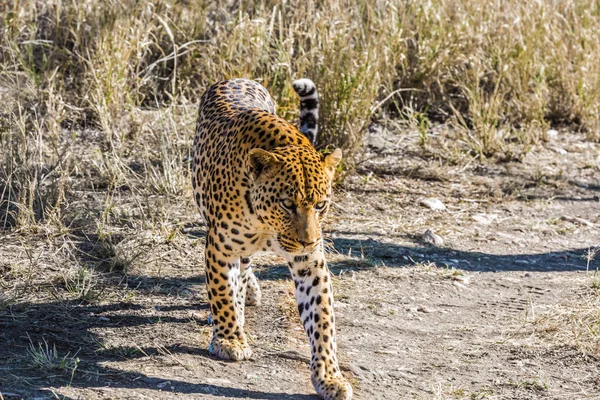 Magnífico Leopardo Africano Manchado Entre Grama Savana Seca Viaje Para — Fotografia de Stock