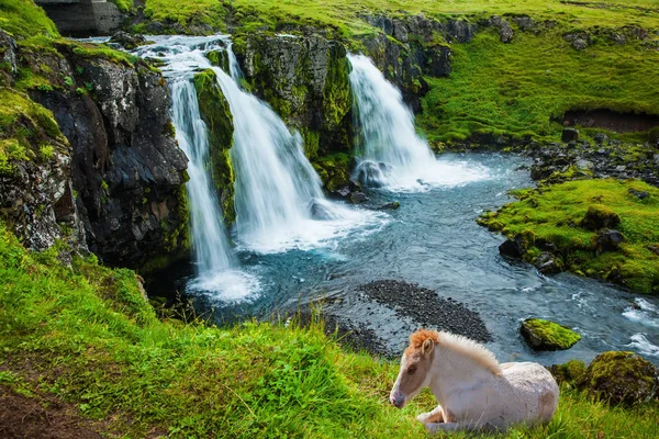 异国情调和极端旅游的概念 马在草丛中放牧 山脚下 Kirkjoufell Kirkjoufellfoss 夏天在冰岛 — 图库照片