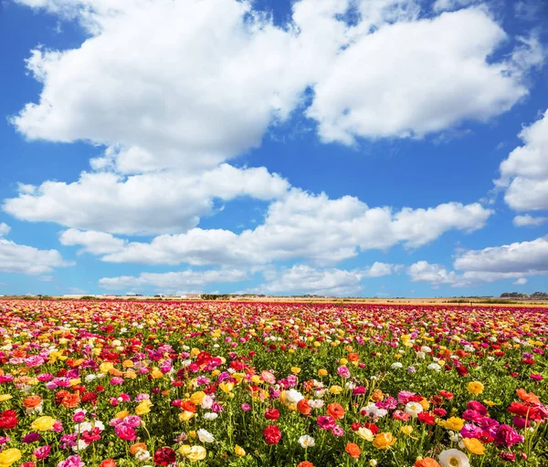 Tavaszi Virágzás Kibbutz Mezők Virágos Kert Ranunculus Buja Cumulus Felhők — Stock Fotó
