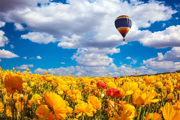 Enorme Balão Multicolorido Voa Lentamente Sobre Campo Campos Florescentes Magníficos — Fotografia de Stock