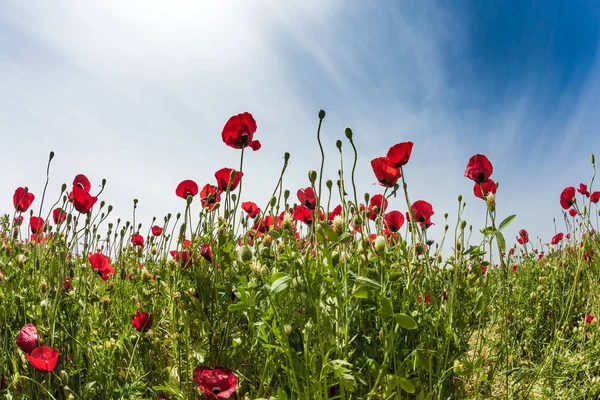 Die Kühle Frühlingssonne Erhellt Schöne Blumen Rote Anemonen Konzept Des — Stockfoto