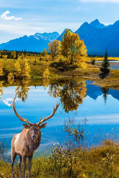 Cervos Canadenses Com Chifres Ramificados Descansando Costa Lago Lake Abraham — Fotografia de Stock