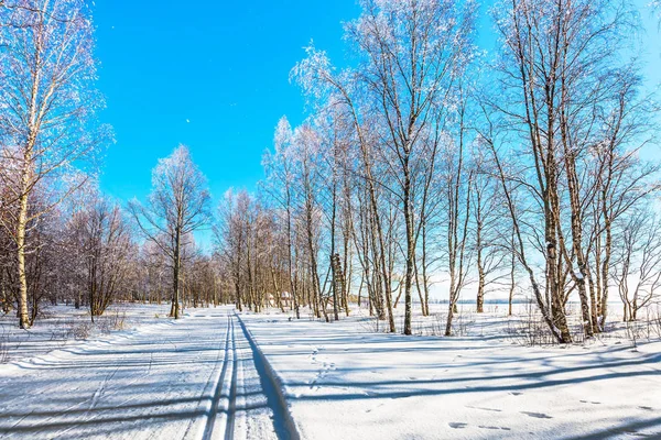 Camino Agachado Bosque Álamo Cubierto Nieve Aire Frío Transparente Del — Foto de Stock
