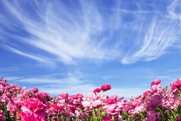 Cirrus Felhők Repülnek Égen Imádnivaló Rózsaszín Kerti Buttercups Ranunculus Virágzás — Stock Fotó