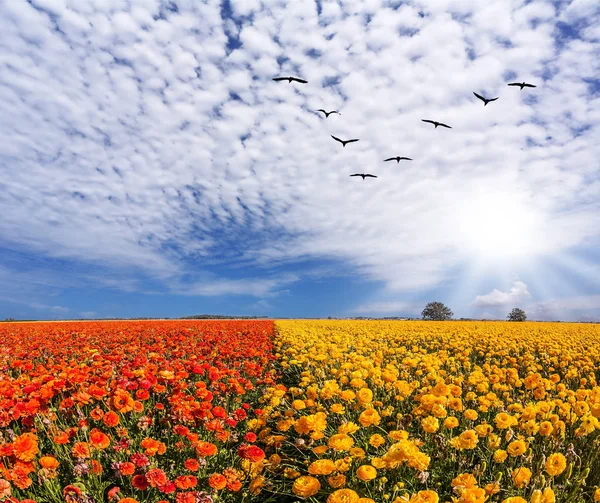 Aves Migratórias Voando Alto Nas Nuvens Cirros Sol Sul Ilumina — Fotografia de Stock