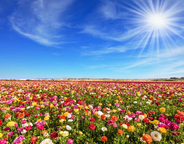 Brillante Rigogliosa Fioritura Primaverile Ranuncoli Giardino Nel Campo Della Fattoria — Foto Stock