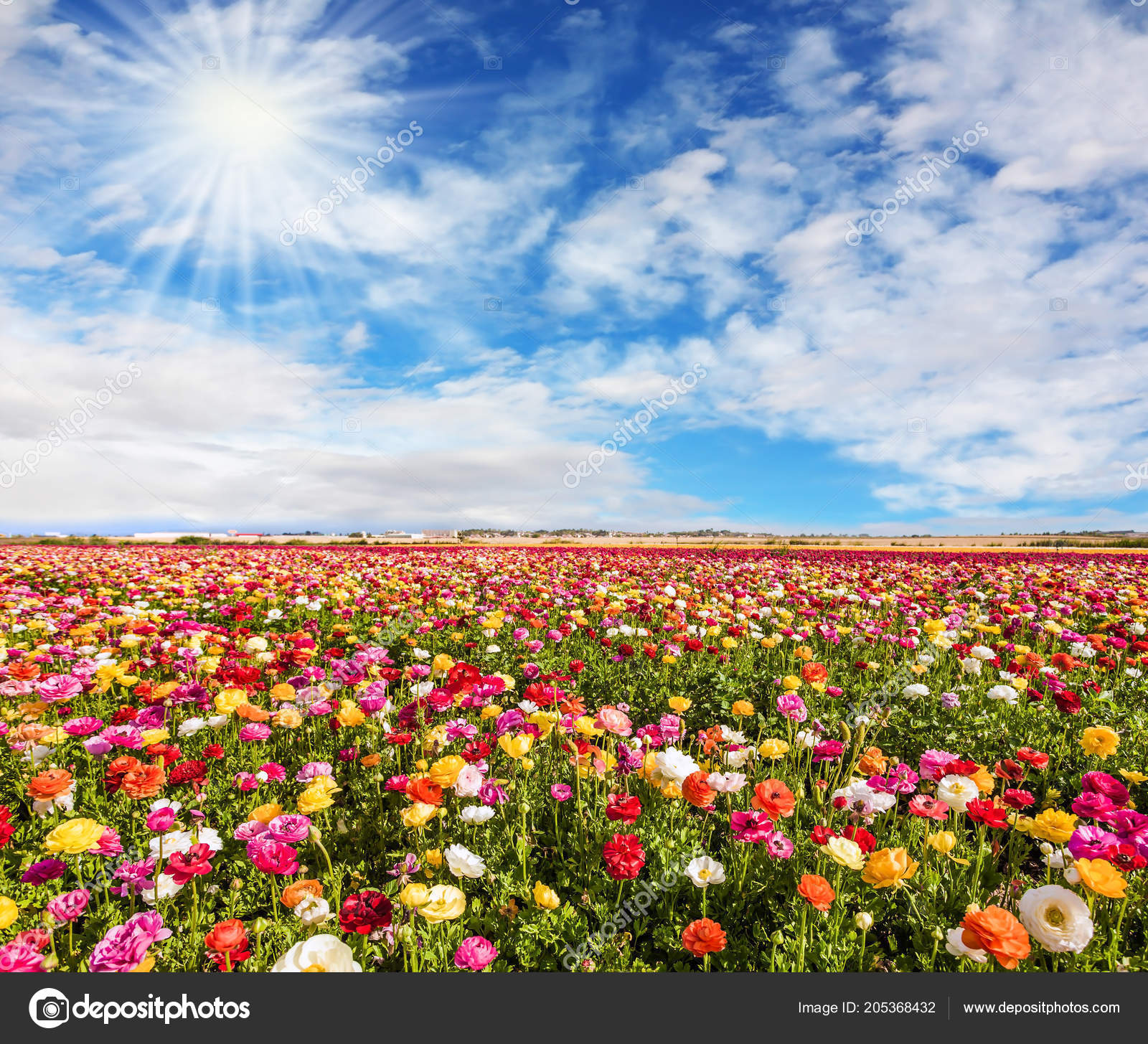 Maravillosas flores fotos de stock, imágenes de Maravillosas flores sin royalties | Depositphotos Maravillosas flores fotos de stock, imágenes de Maravillosas flores sin royalties | Depositphotos