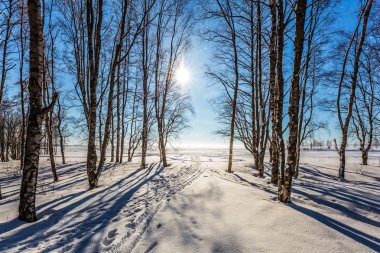 İğne yapraklı orman saydam soğuk hava. Arctic kışın.