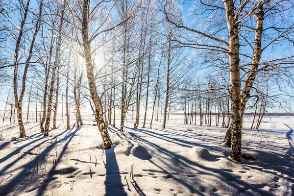 Ğne Yapraklı Orman Saydam Soğuk Hava Arctic Kışın — Stok fotoğraf