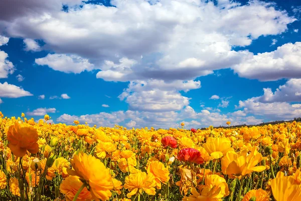 農村観光と Agrotourism のコンセプトです 庭のキンポウゲの花のフィールド — ストック写真