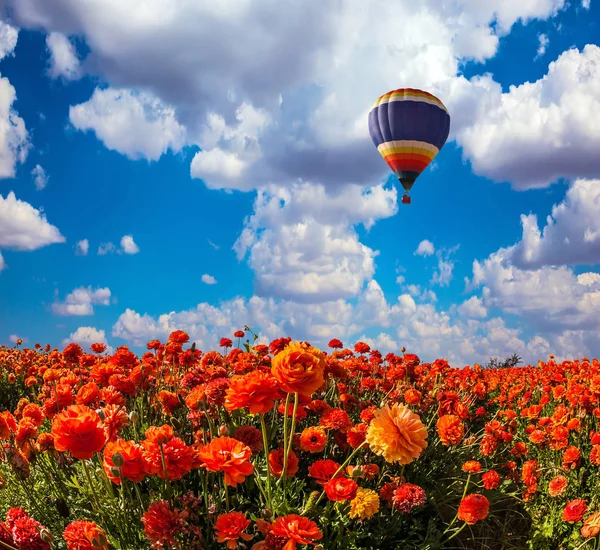 Stor Flerfärgade Ballong Långsamt Flyga Moln Nära Flower Field — Stockfoto