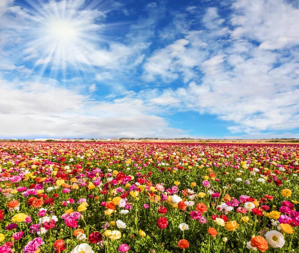 Sol Brilhante Aquecendo Flores Maravilhosas Copos Manteiga Coloridos — Fotografia de Stock