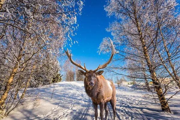 Prachtvolle Rentiere Mit Verzweigten Hörnern Winterwald — Stockfoto