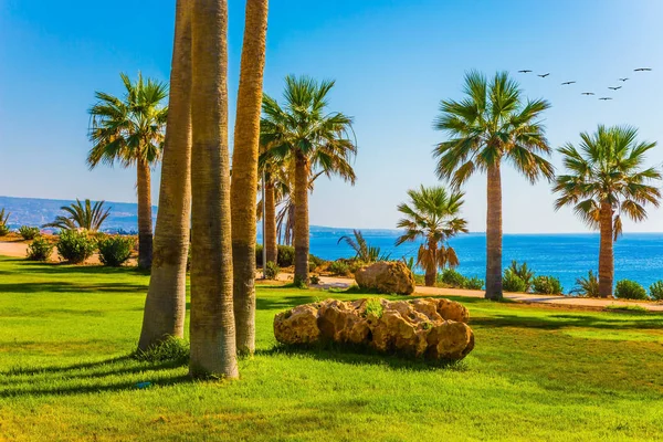 Insel Mittelmeer Palmen Und Grüne Rasenflächen Ufer — Stockfoto