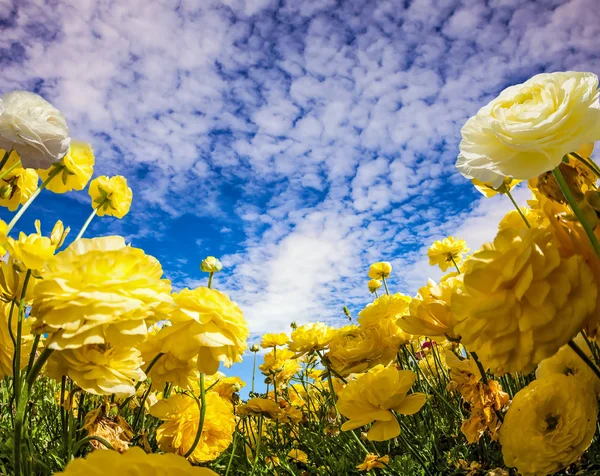 Grandes Tazas Oro Amarillo Jardín Ranúnculo Campo Granja —  Fotos de Stock