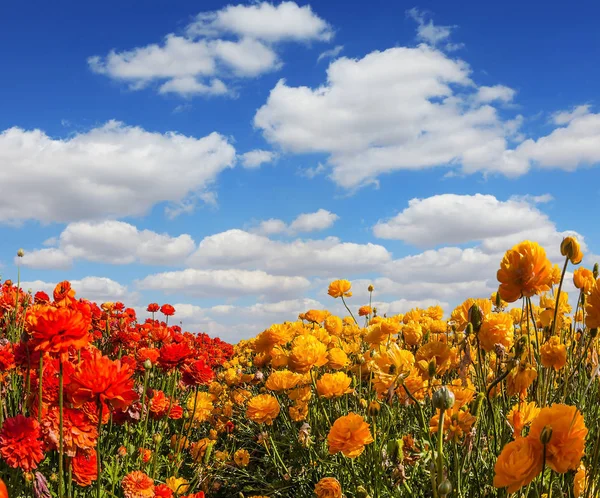 ふわふわ雲の咲くキンポウゲ フィールド ラナンキュラス — ストック写真