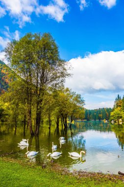 Beyaz güzel bir sürü yüzer kuğu ve yumuşak suda yansıtır. Gölün kuzey İtalya - Lago de Fusine