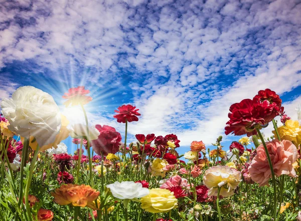 毛茛的领域 多色的花朵在易春风的风中摇动 蓝天和白云照亮了春天的阳光 — 图库照片