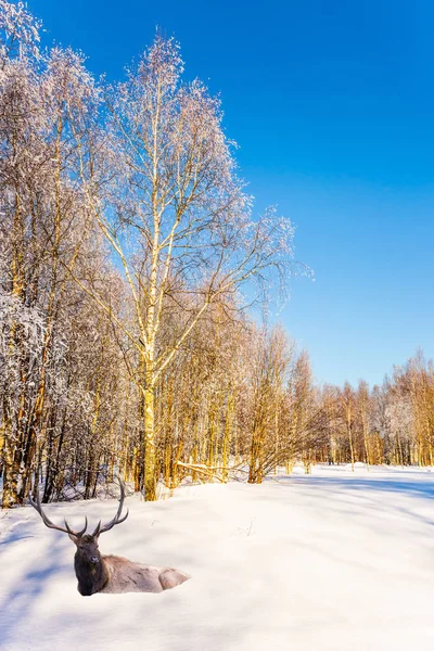 Renna Giace Margini Della Foresta Innevata Viaggio Babbo Natale Luminosa — Foto Stock