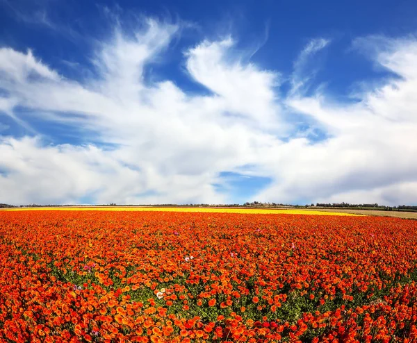 Güçlü Bahar Rüzgar Taşıyan Bulutlar Çiçek Açan Düğünçiçekleri Bir Alanın — Stok fotoğraf