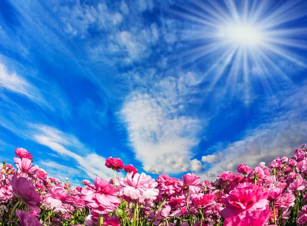 Die Rosa Garten Ranunkeln Hahnenfuß Blühen Auf Einem Feld Windiger — Stockfoto