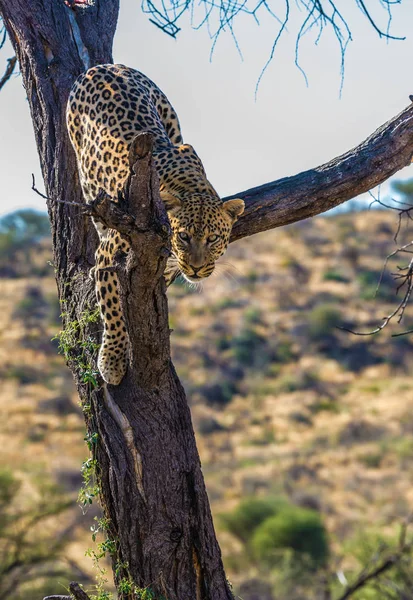 Afrikaanse Gevlekte Luipaard Voeding Een Tevreden Tevreden Luipaard Rustend Een — Stockfoto