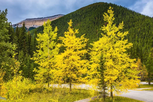 Yolun Arasında Sonbahar Ormandır Kanada Rocky Dağları Nda Hint Yaz — Stok fotoğraf