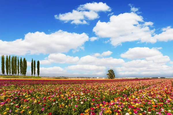 Campo Florecientes Jardineras Primavera Sur Israel Semana Santa — Foto de Stock