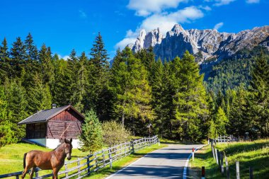 Aktif ve eko-turizm kavramı. Alpin çayırlar, Dolomites. At otlatma yeşil çim tepe üzerinde