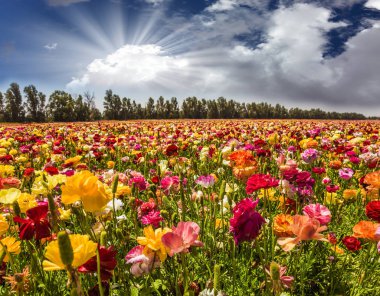 Parlak gür bahar bahçe Düğünçiçekleri çiçeklenme. Yumuşak güneş kümülüs bulutlar parçalanıyor. Aktif ve ekolojik turizm kavramı