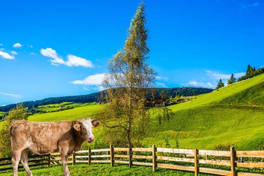Şık inek çimenlerde otlayan. Dolomites'in büyüleyici kırsal manzara. Muhteşem yaz in Tirol. Eko-turizm kavramı