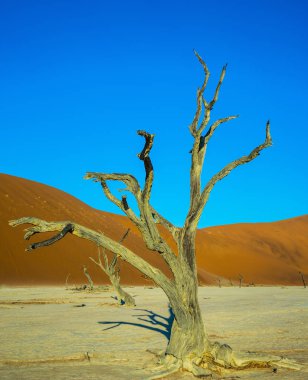 Güzel bir kuru ağaç kavisli. Turuncu dune. Kurutulmuş göl Deadvlei dibinde. Ekoturizm Namib-Naukluft Milli Parkı, Namibia